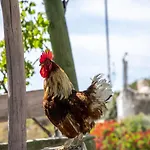 Goknar Knidos Nature Hotel And Farm (Adults Only) 3*