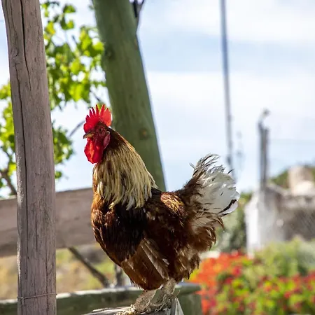 Goknar Knidos Adults Only Eco Retreat And Farm 4*