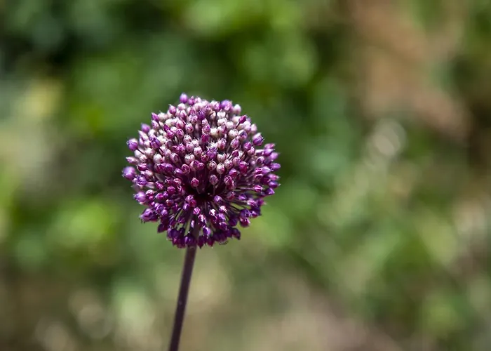 Bed & Breakfast Goknar Knidos Adults Only Eco Retreat And Farm