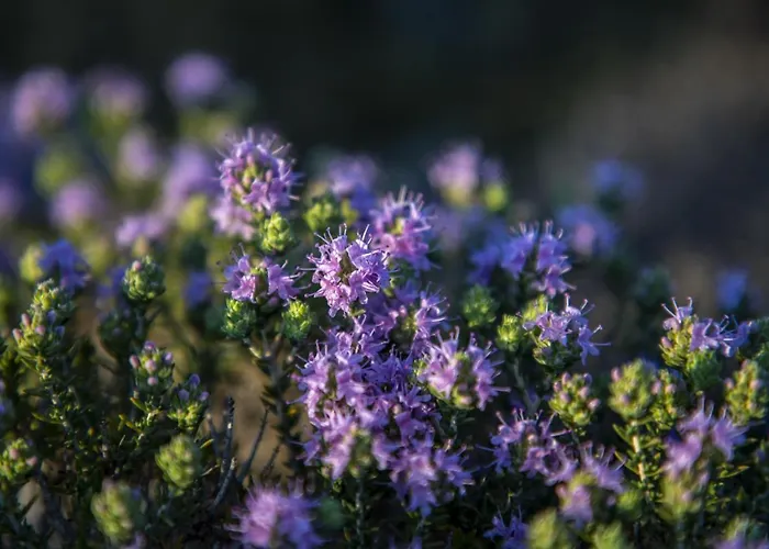 Goknar Knidos Adults Only Eco Retreat And Farm 4* Datça