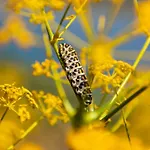 Bed and Breakfast Goknar Knidos Nature Hotel And Farm (Adults Only) Datca