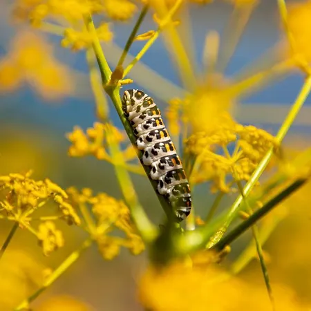 Bed & Breakfast Goknar Knidos Adults Only Eco Retreat And Farm Datca