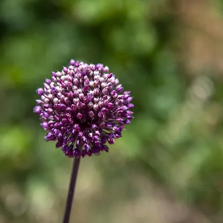 Bed & Breakfast Goknar Knidos Nature And Farm (adults Only)