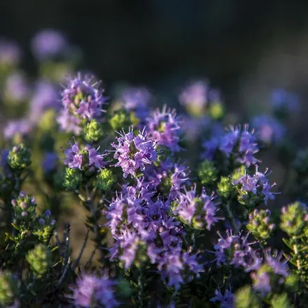 Goknar Knidos Adults Only Eco Retreat And Farm 4* Datca