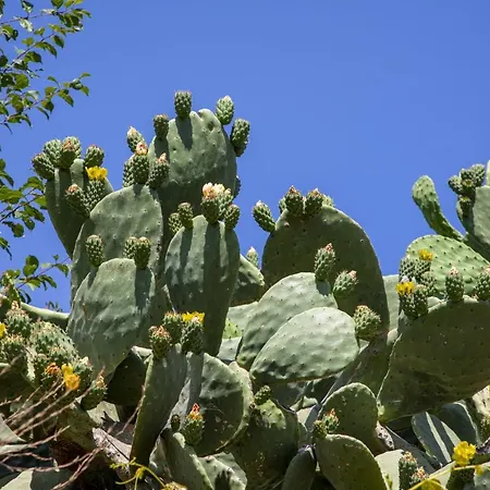 B&B Goknar Knidos Adults Only Eco Retreat And Farm 4*