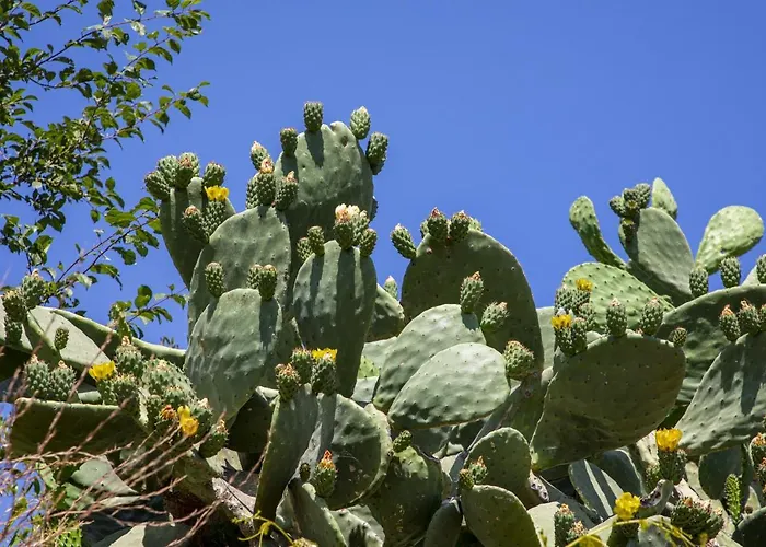 Couette-café Goknar Knidos Adults Only Eco Retreat And Farm 4*