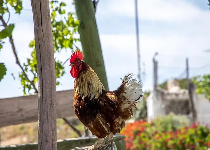 Goknar Knidos Adults Only Eco Retreat And Farm 4*